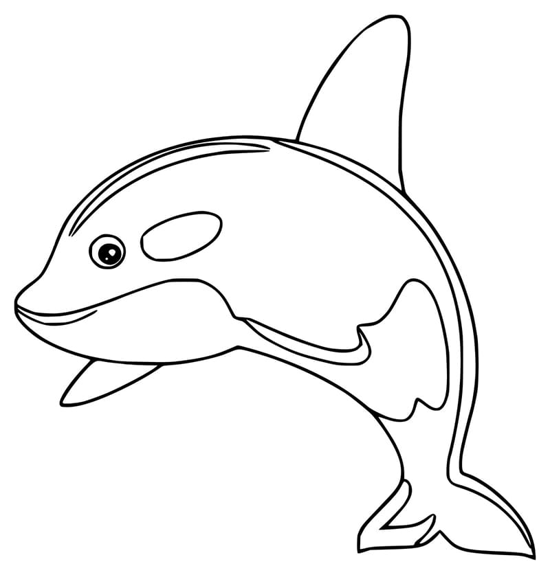 A Killer Whale