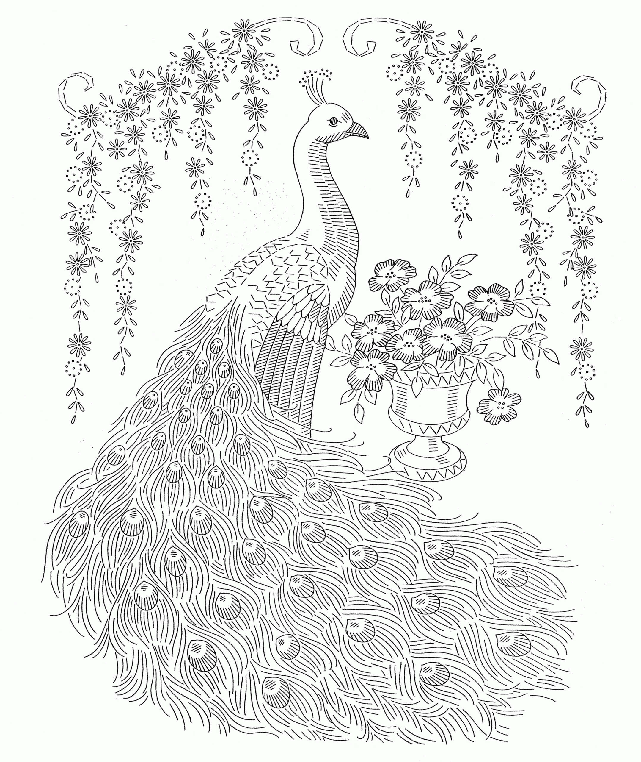 Adult Coloring Pages Peacock Coloring Home