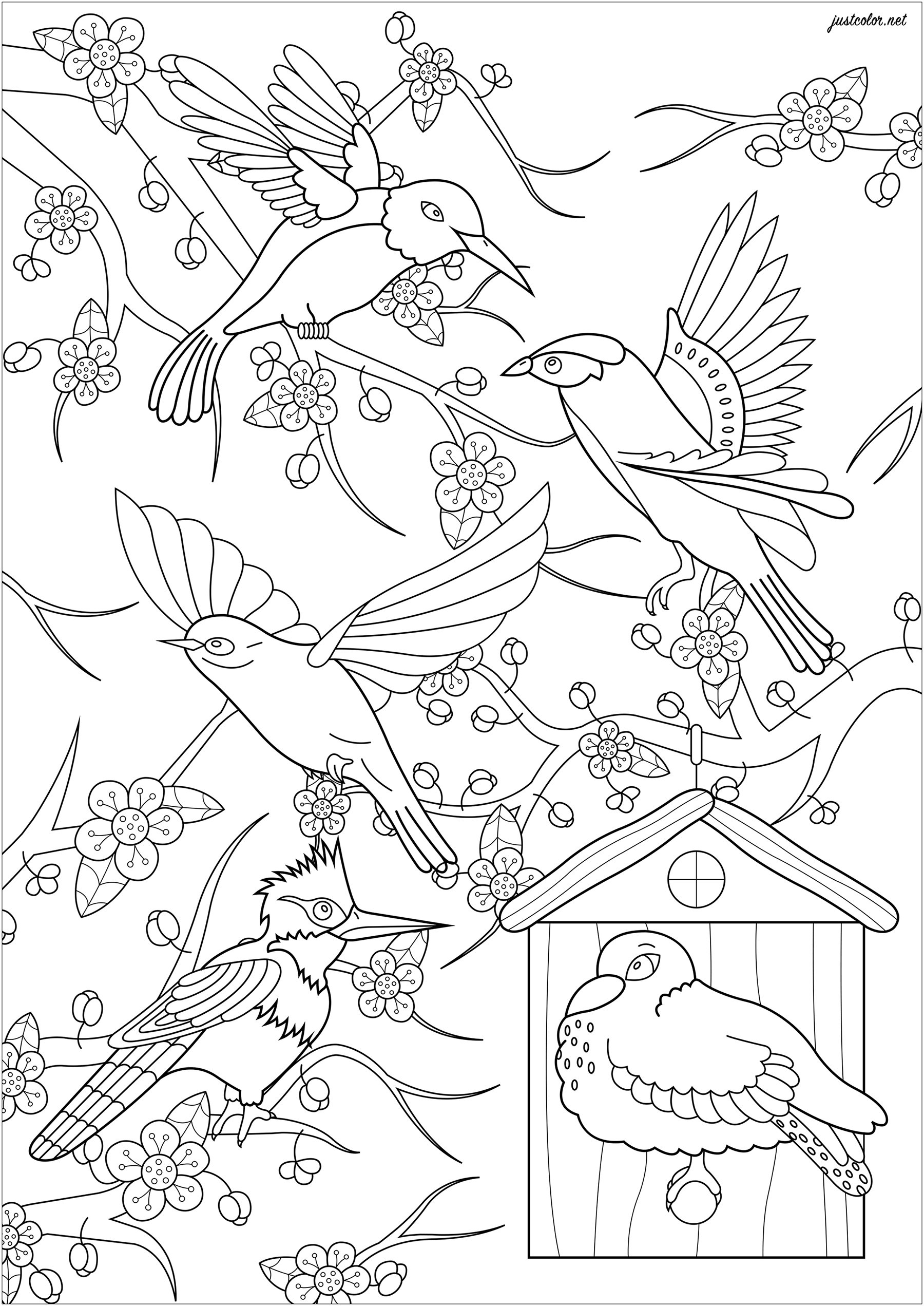 Birds And Japanese Cherry Tree Bird Coloring Pages For Adults