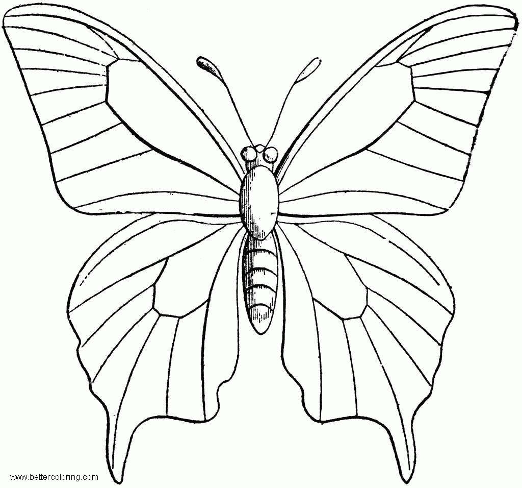 Butterfly Coloring Pages Clipart Free Printable Coloring Pages