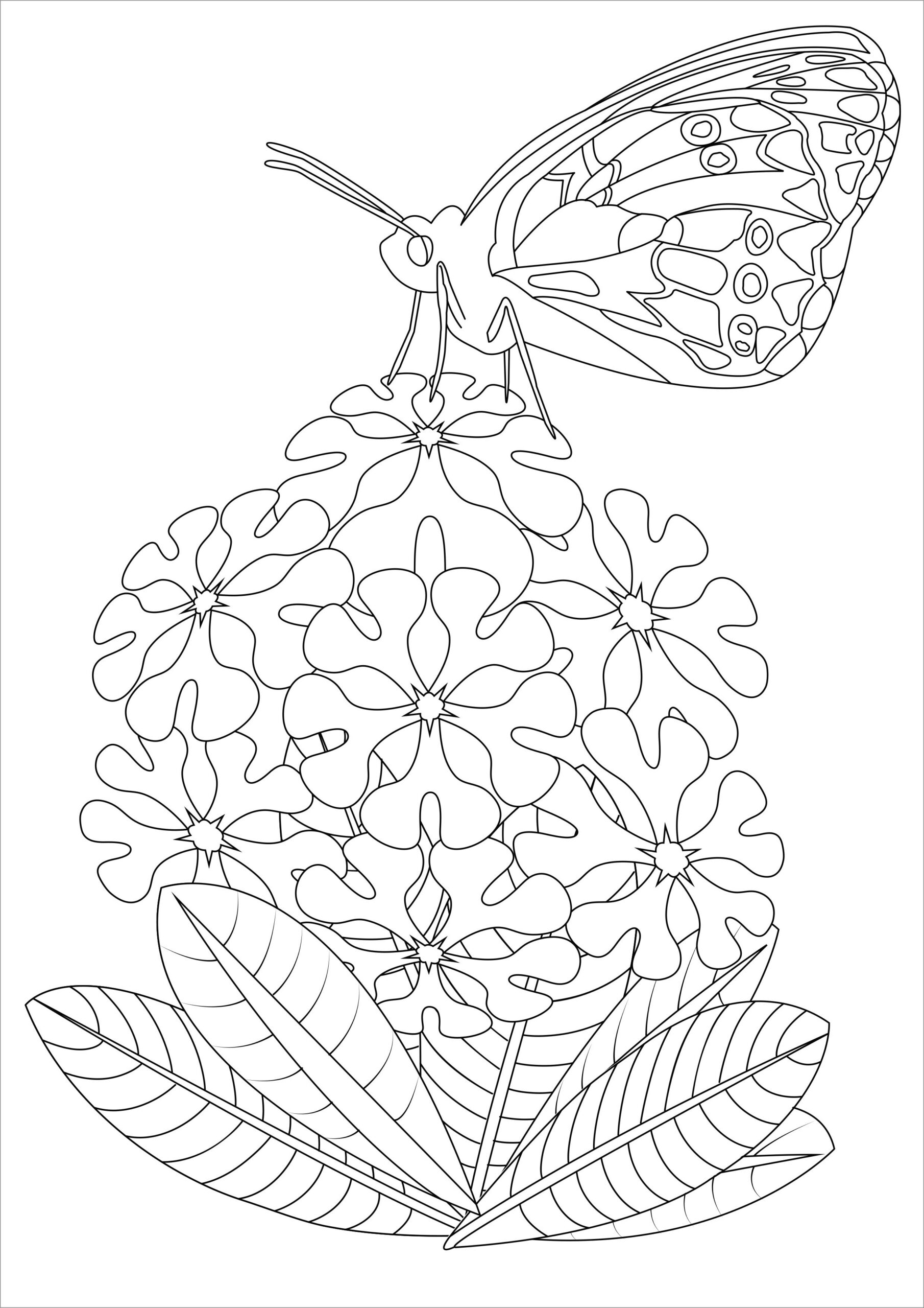 Butterfly Coloring Pages ColoringBay