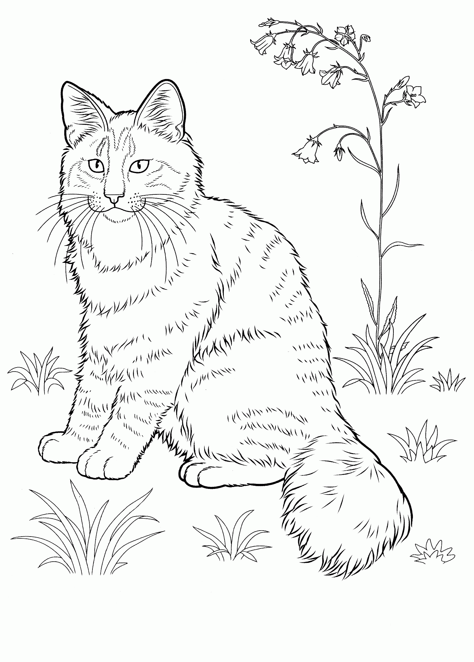 Cat Coloring Pages For Adults Best Coloring Pages For Kids