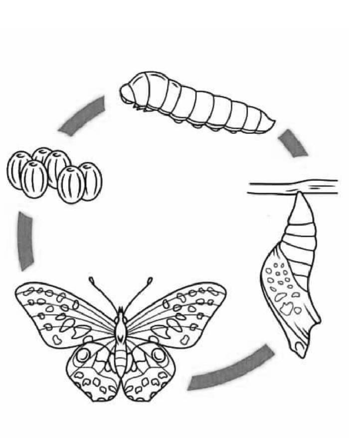 Caterpillar To Butterfly Coloring Page