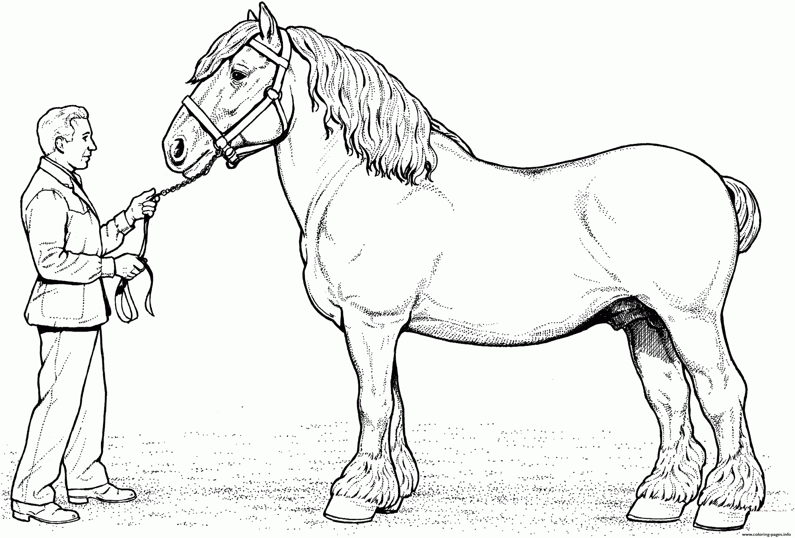 Clydesdale Horse Coloring Page Printable