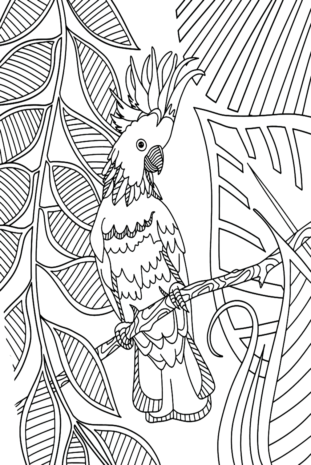 Cockatiel Coloring Sheet Coloring Online Free