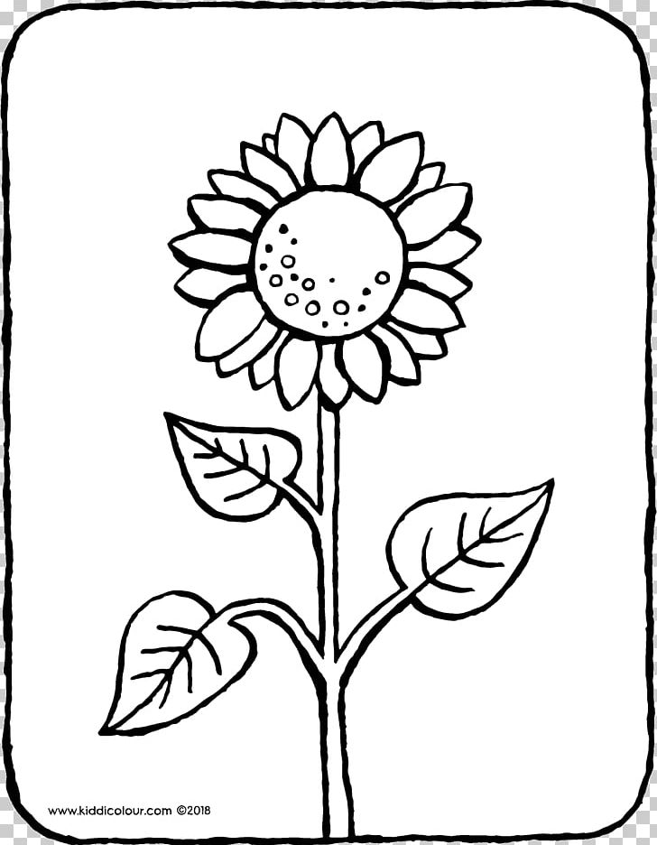 Common Sunflower Coloring Book Colouring Pages Ausmalbild Drawing PNG 