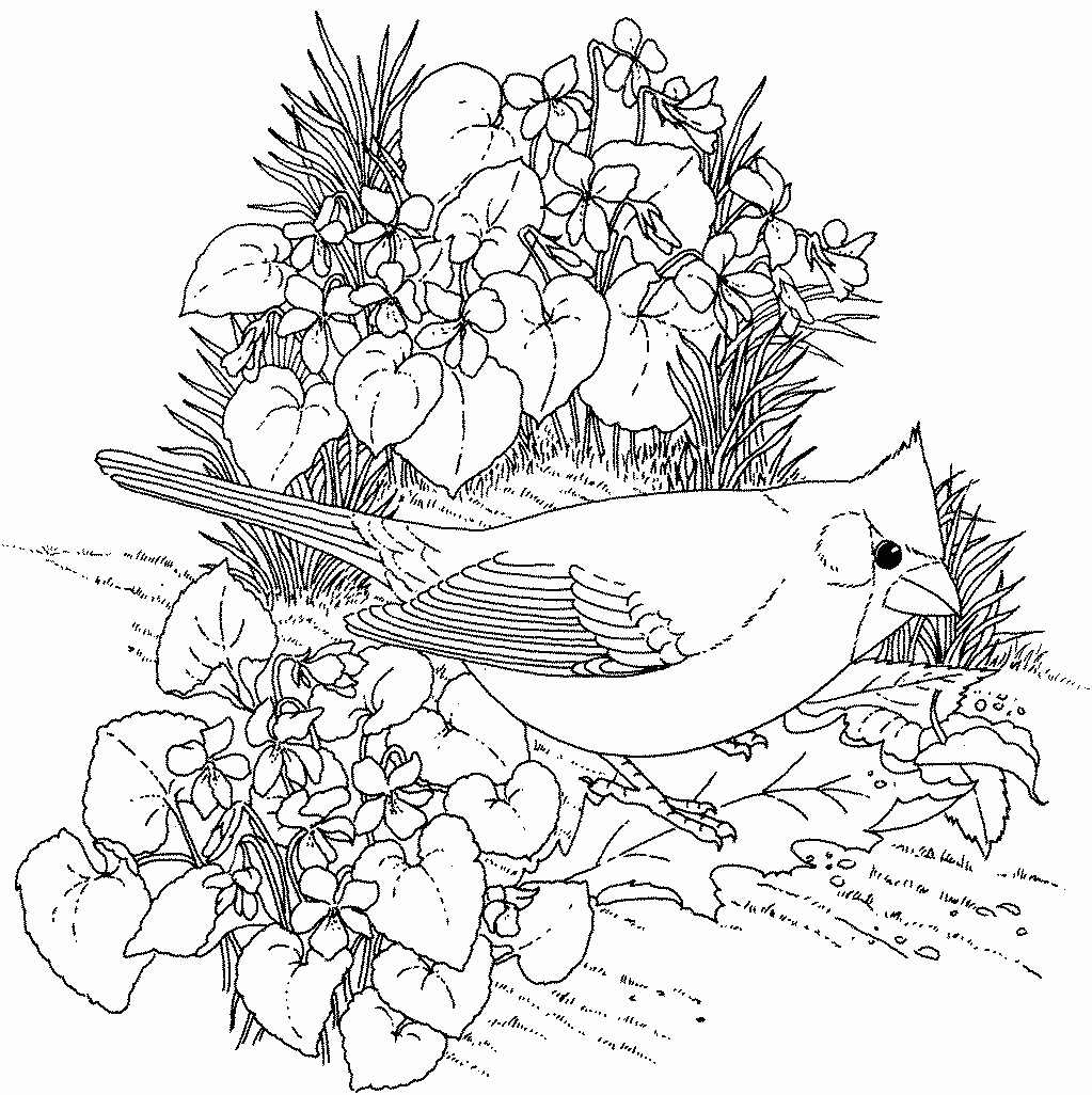 Feeding Birds Coloring Pages Bird Activity