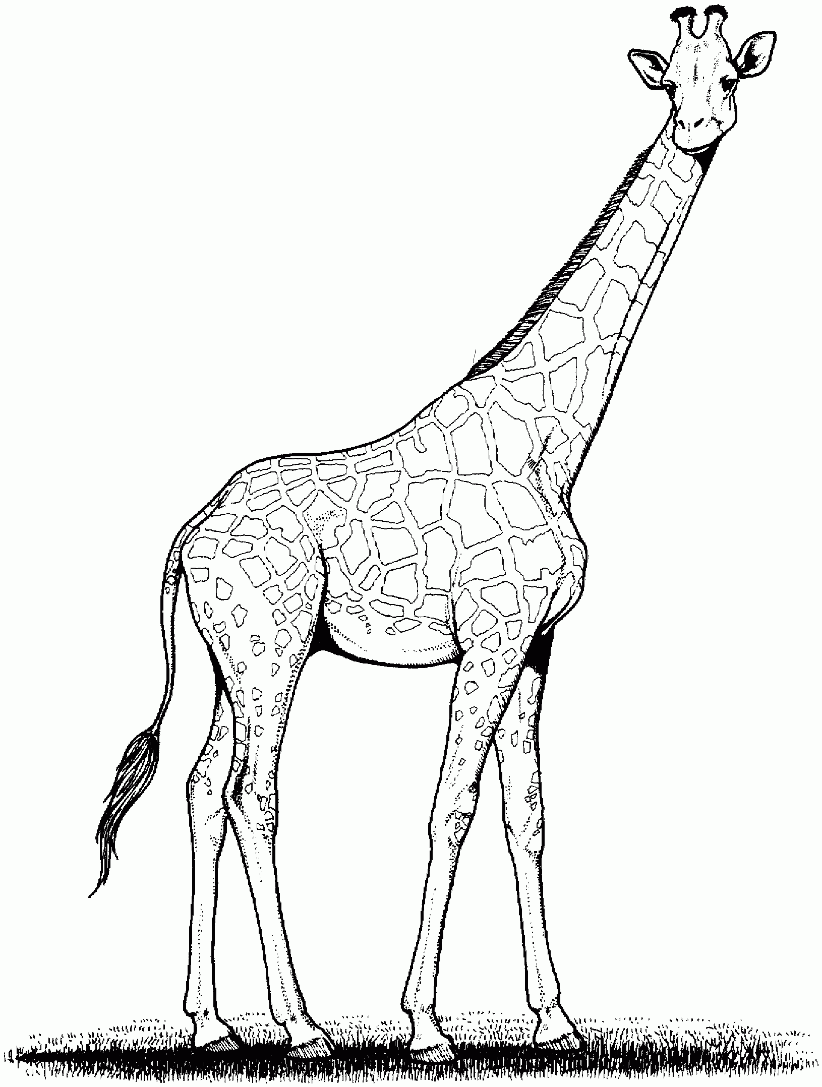 Free Giraffe Coloring Pages