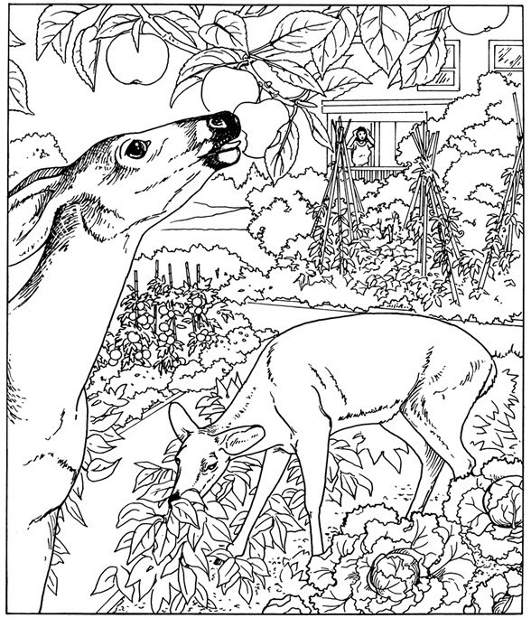 Free Nature Coloring Pages For Adults Coloring Pages Nature Adults 