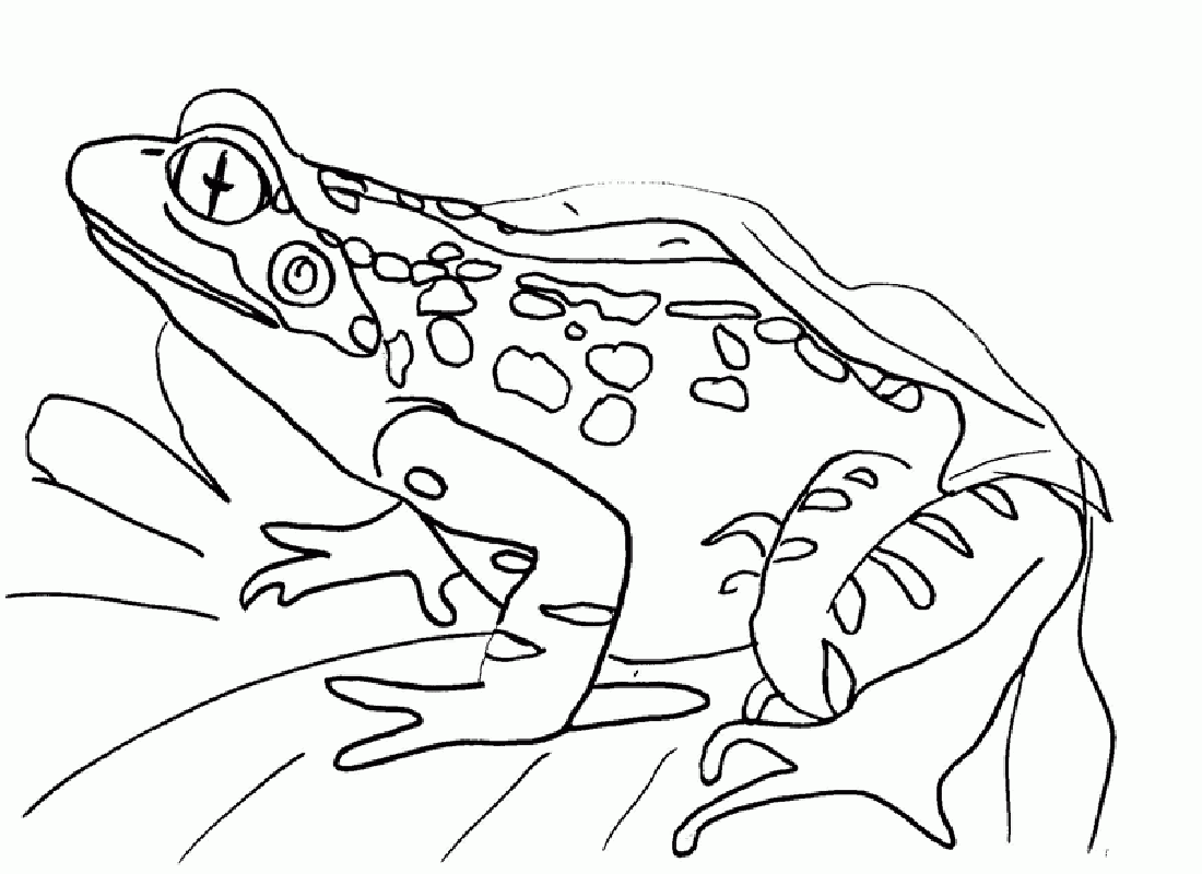 Free Printable Frog Coloring Pages For Kids