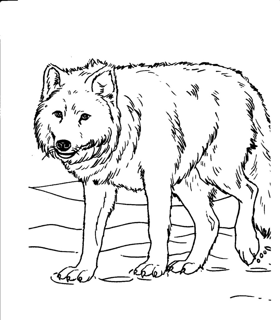 Free Printable Realistic Animal Coloring Pages At GetColorings 