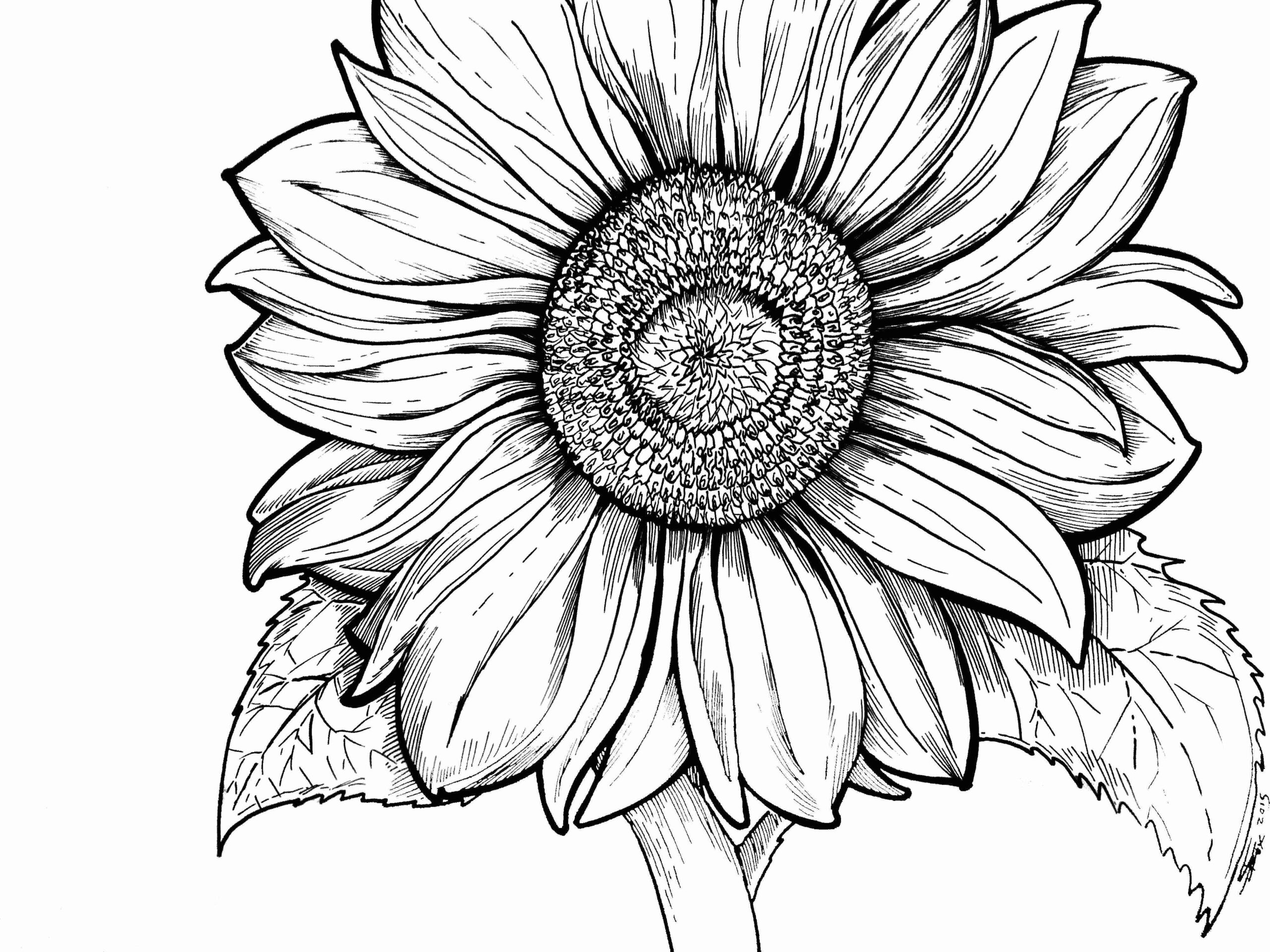 Here Sunflower Colouring Pages Mackira thanatos