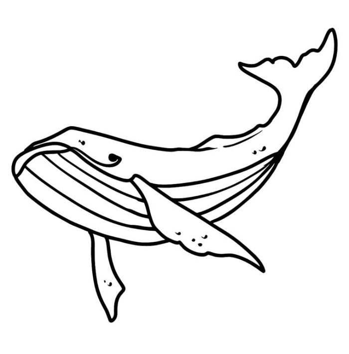 Humpback Whale Coloring Page Free Printable PDF 