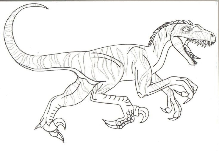 Jurassic World Velociraptor Coloring Page Raptor Coloring Page 