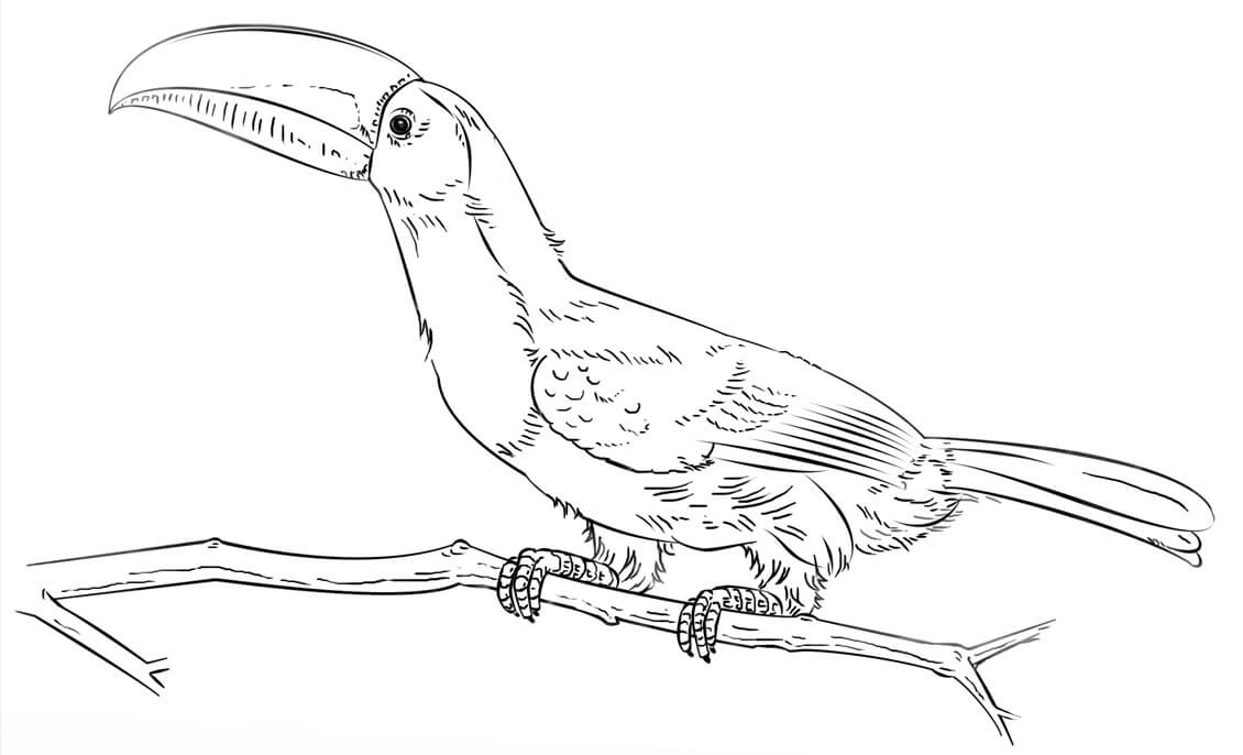 Keel Billed Toucan Coloring Page Free Printable Coloring Pages For Kids