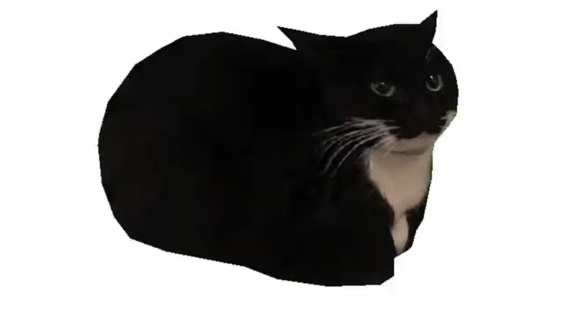 Maxwell The Cat Spinning Cat Image Gallery Sorted By Oldest List 