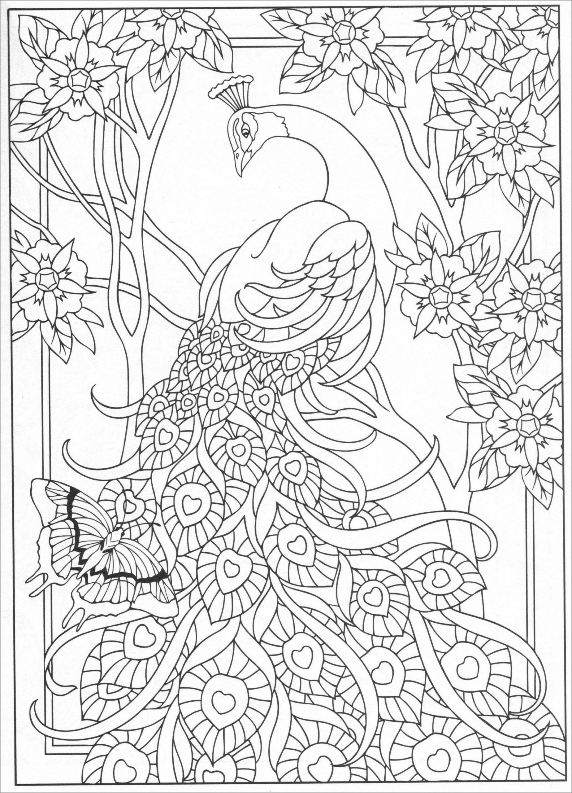 Peacock Coloring Pages ColoringBay