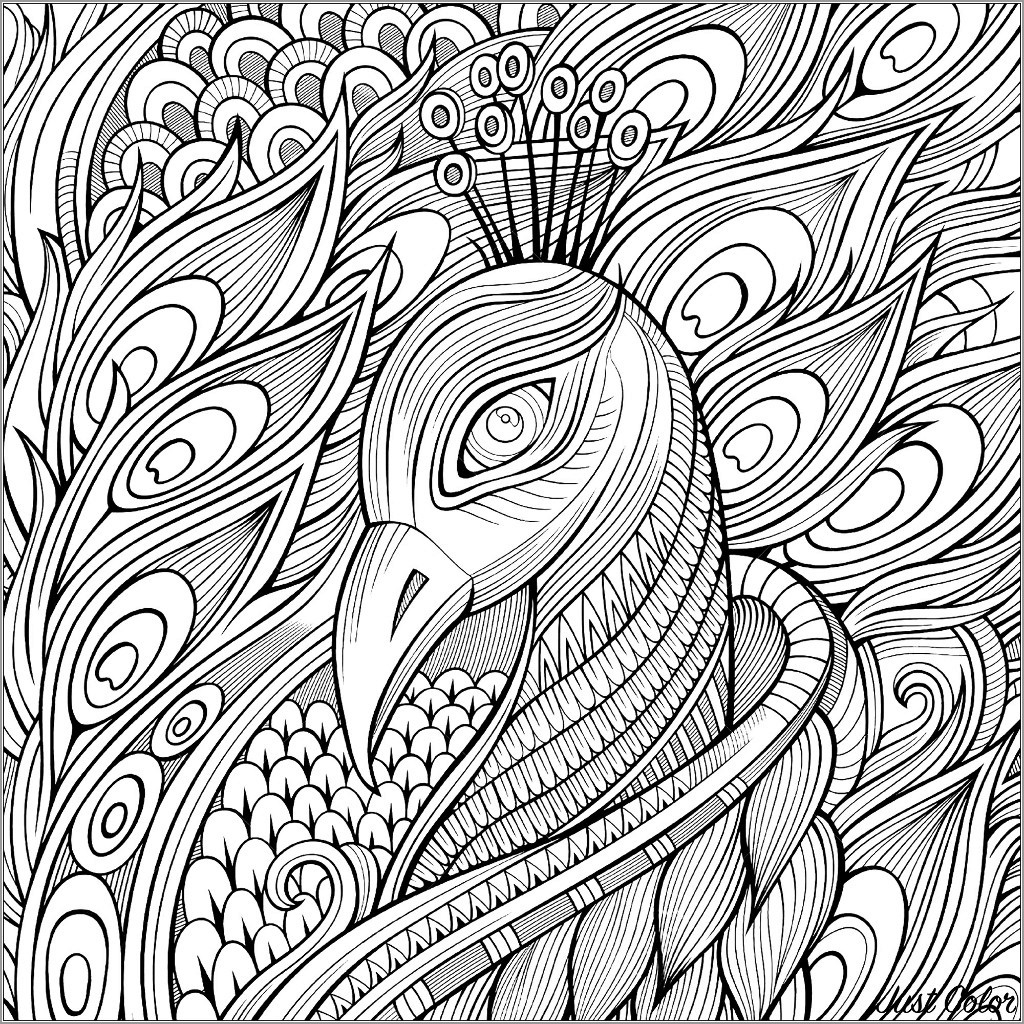 Peacock Coloring Pages ColoringBay