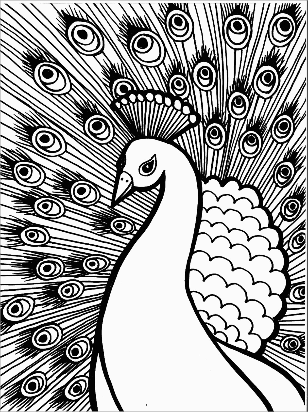 Peacock Coloring Pages To Print ColoringBay