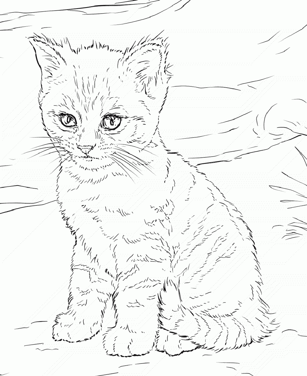 Printable Realistic Looking Cat Coloring Pages For Adults Print Color 