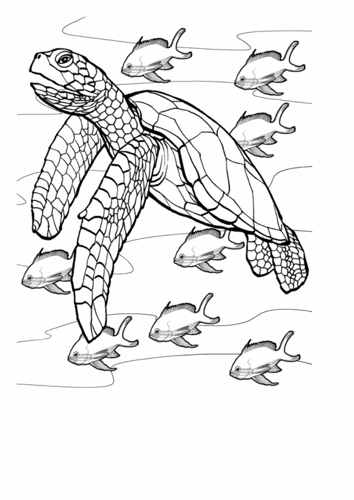 Turtle Coloring Sheet - Printable Coloring Free