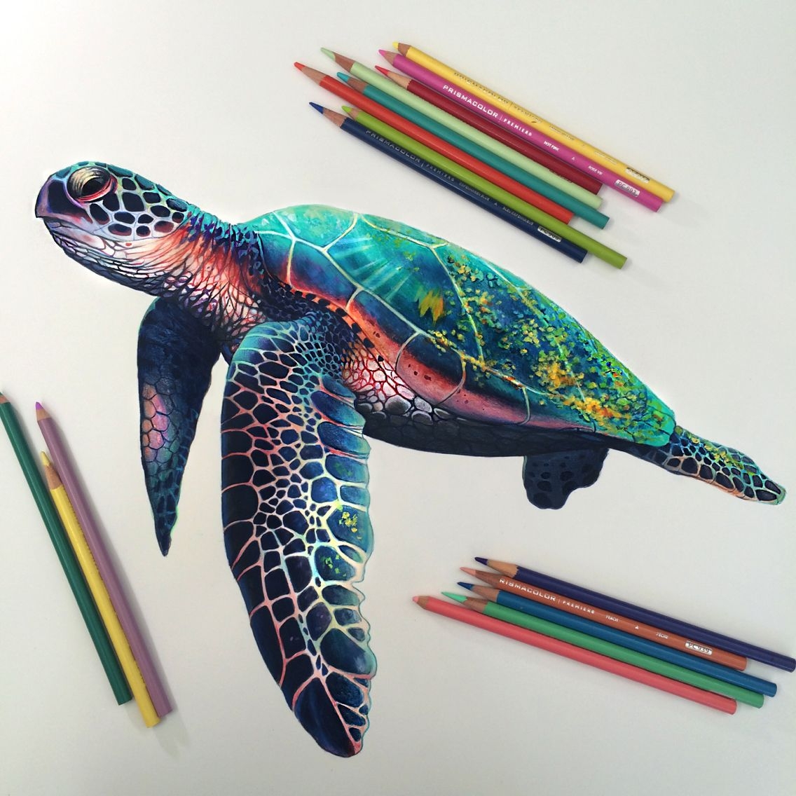 Sea Turtle Drawing Color Warehouse Of Ideas