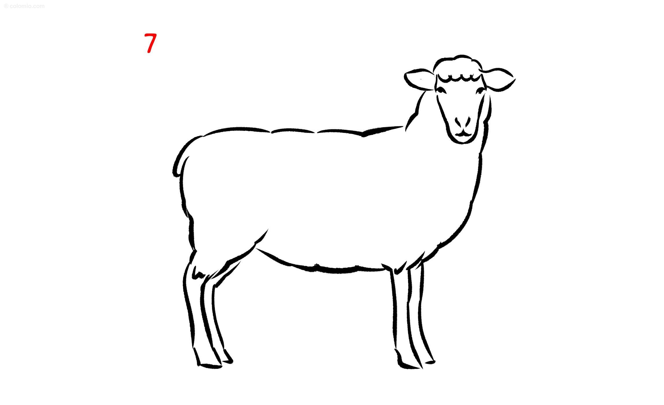 Sheep Drawing How To Draw A Sheep