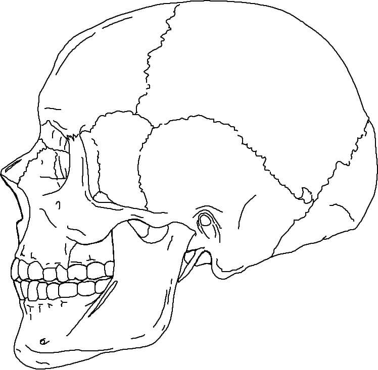 Skull Anatomy Coloring Pages Printable Coloring Pages FREE