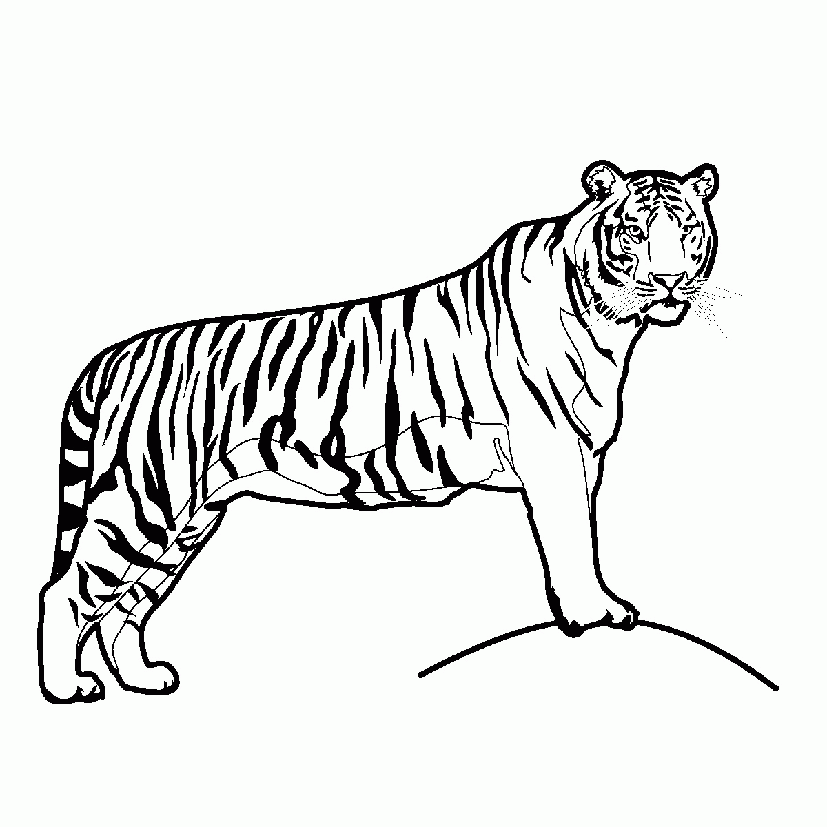 Tiger Coloring Pages Free Coloring Home
