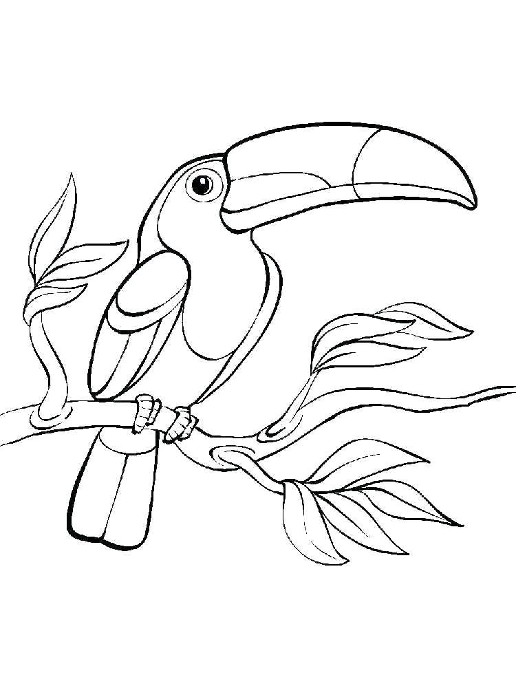 Toucan Coloring Page At GetDrawings Free Download