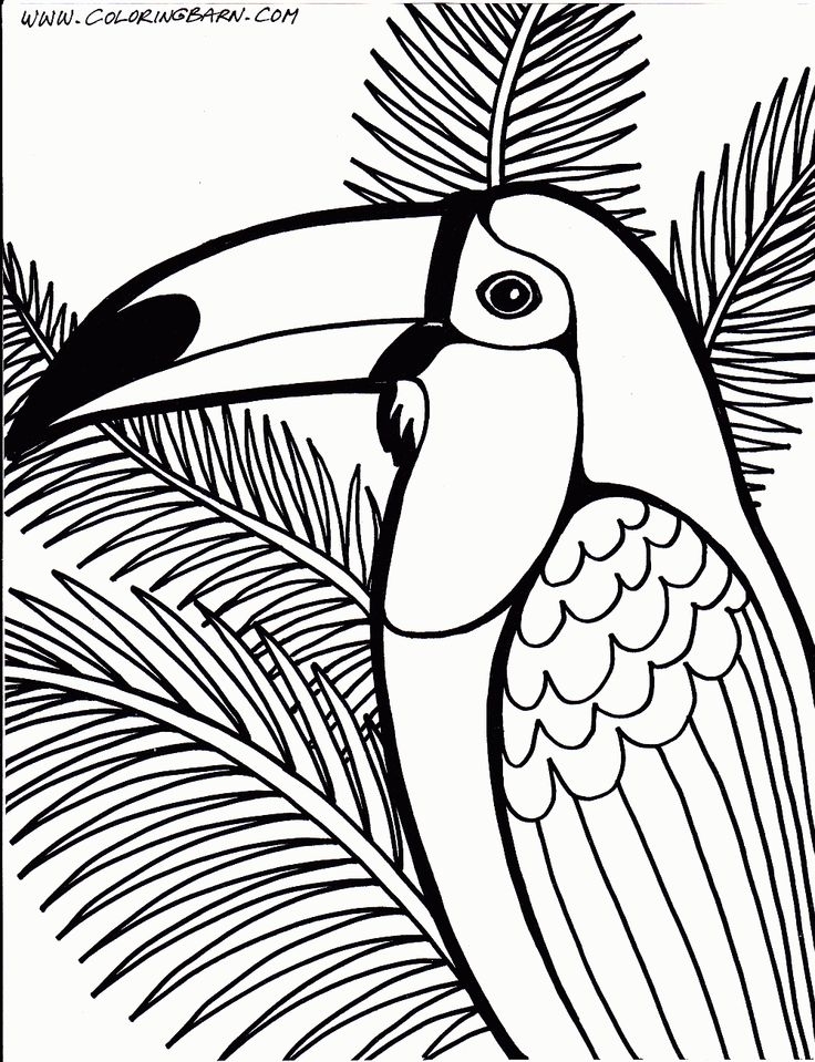 Toucan Coloring Page Coloring Home