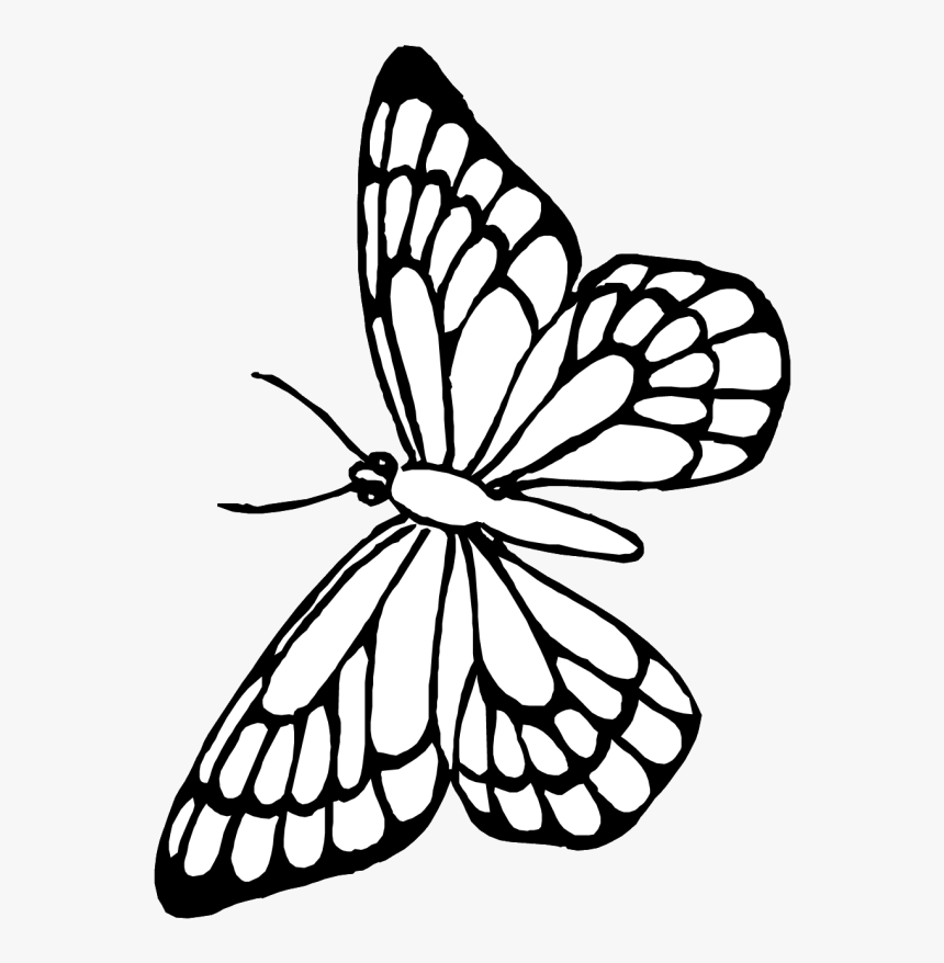 Transparent Butterfly Outline Clipart Free Printable Butterfly 