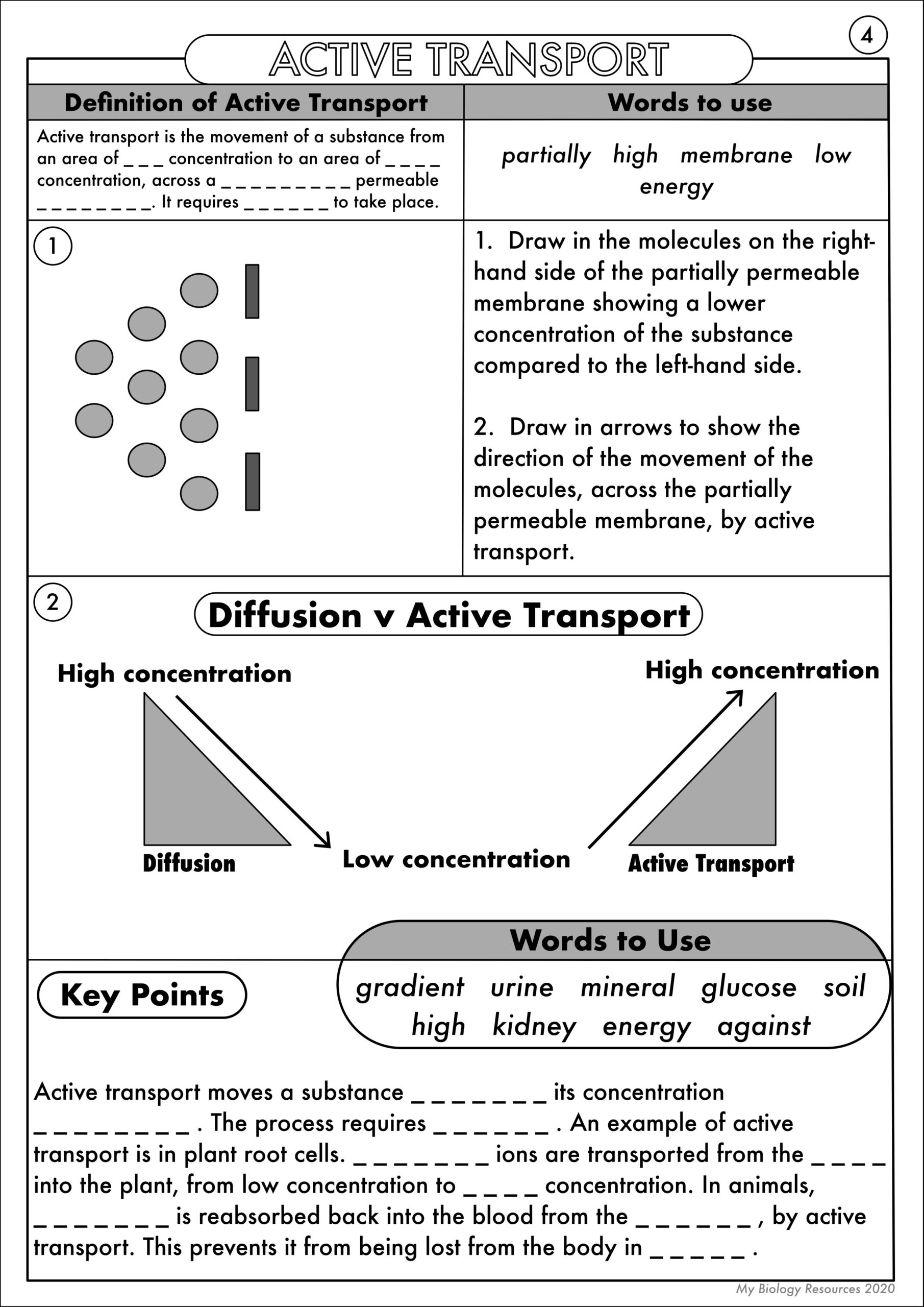 Transport In Cells Worksheet