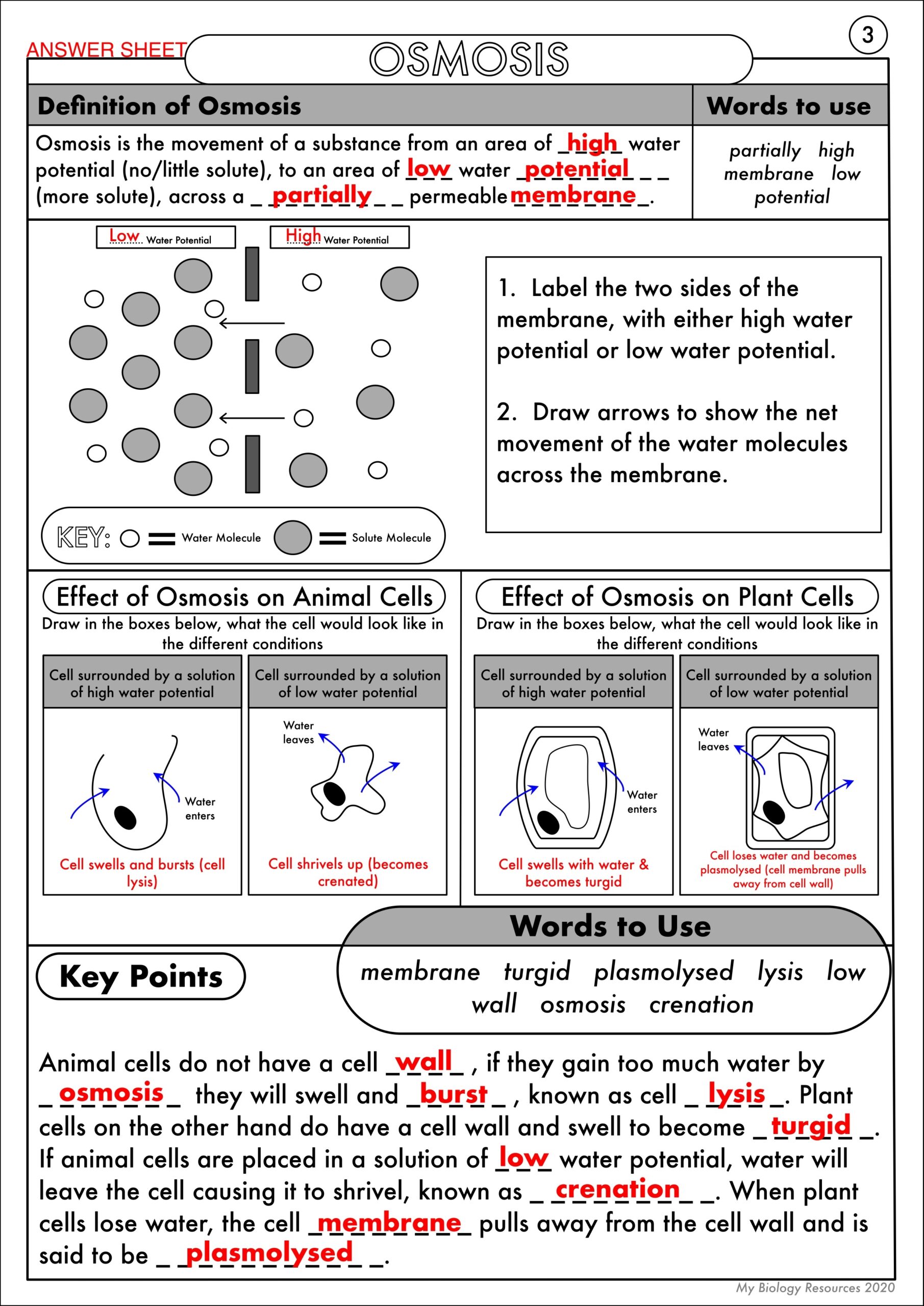Transport In Cells Worksheet
