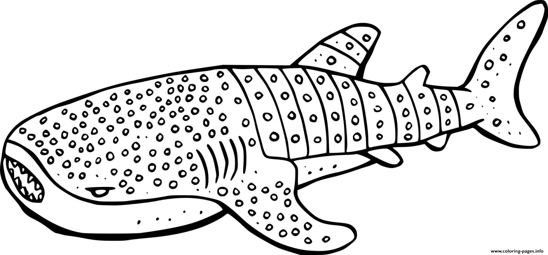 Whale Shark Coloring Page Free Printable Coloring Pages