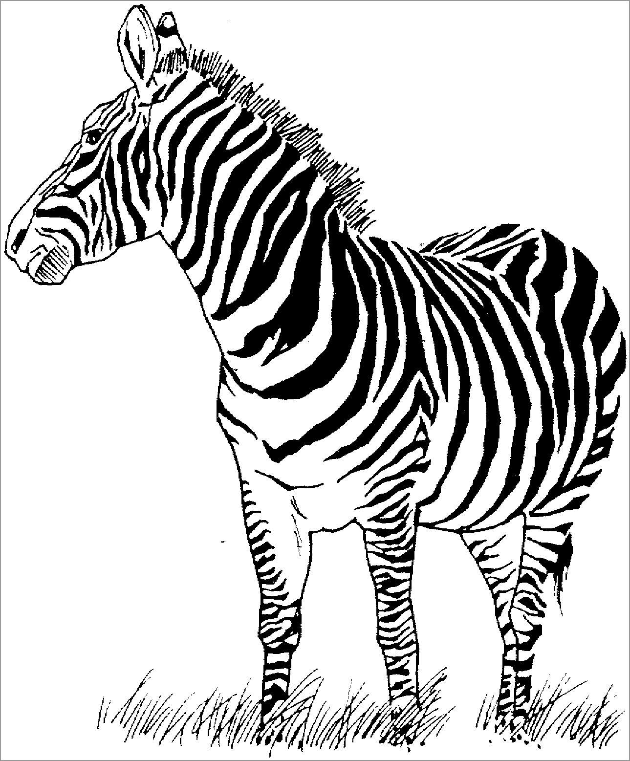 Zebra Coloring Pages ColoringBay
