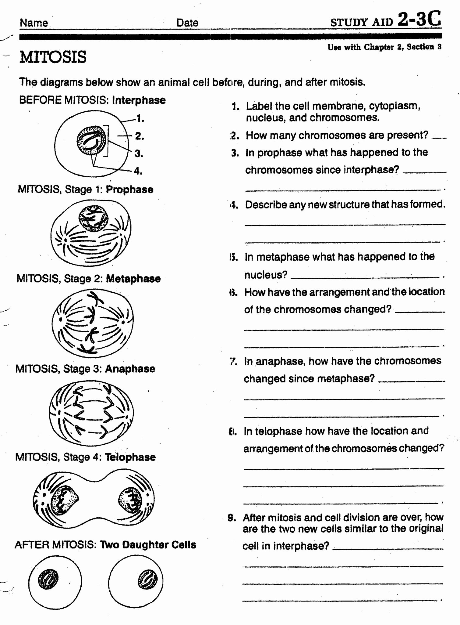 46 Cell Division Worksheet Answers