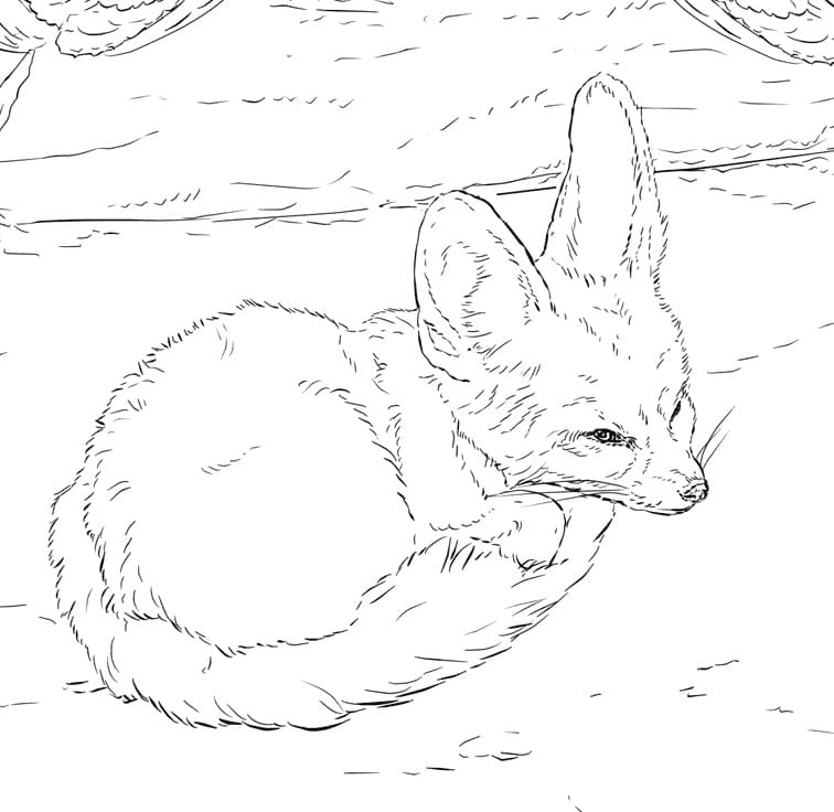 Baby Fennec Fox Coloring Page Free Printable Coloring Pages For Kids