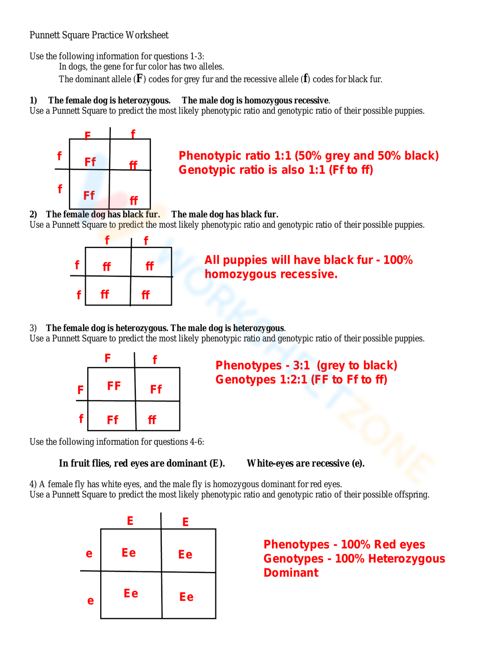 Free Punnett Square Practice Worksheet Download Free Punnett Square