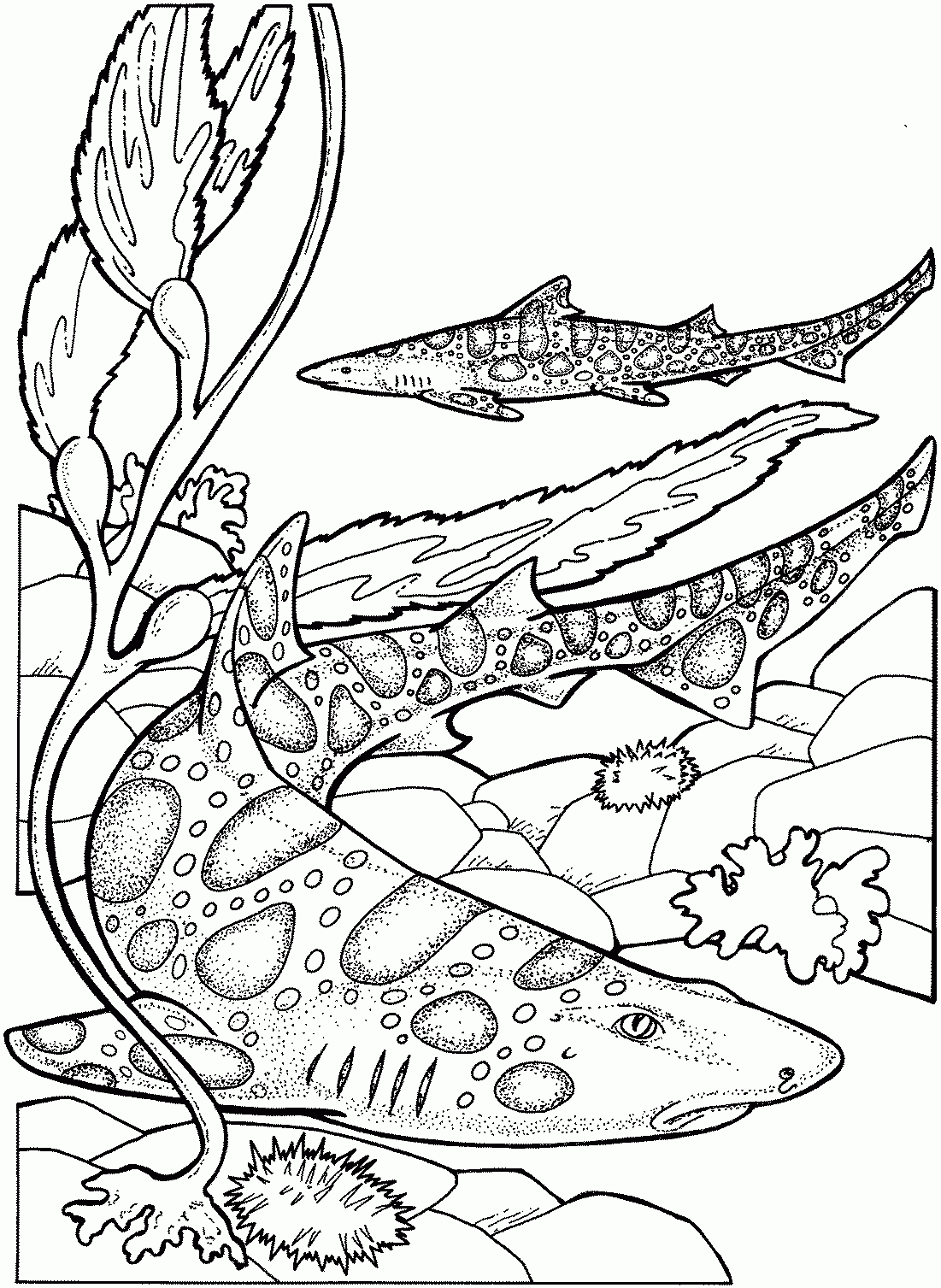 Hammerhead Shark Coloring Pages Free Coloring Home