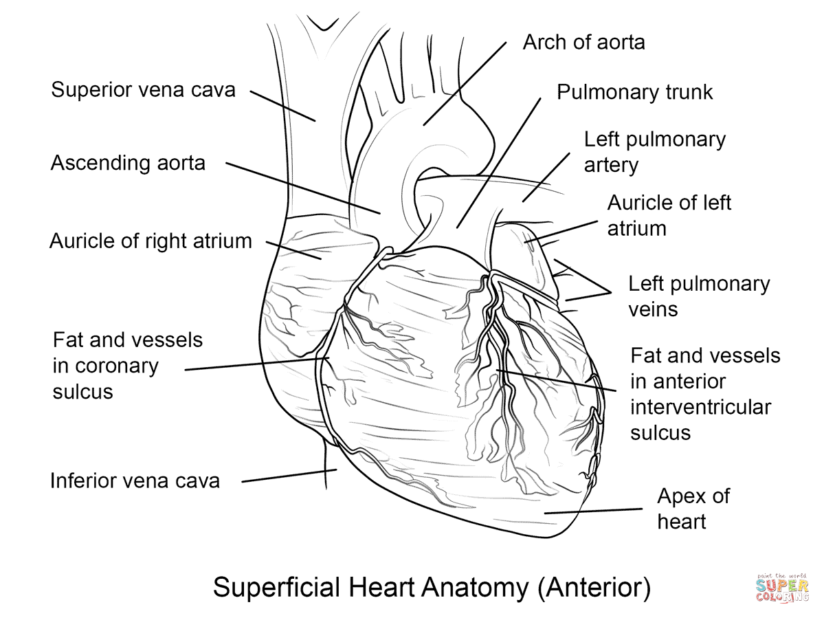 Human Heart Coloring Page Free Printable Coloring Pages Coloring Home