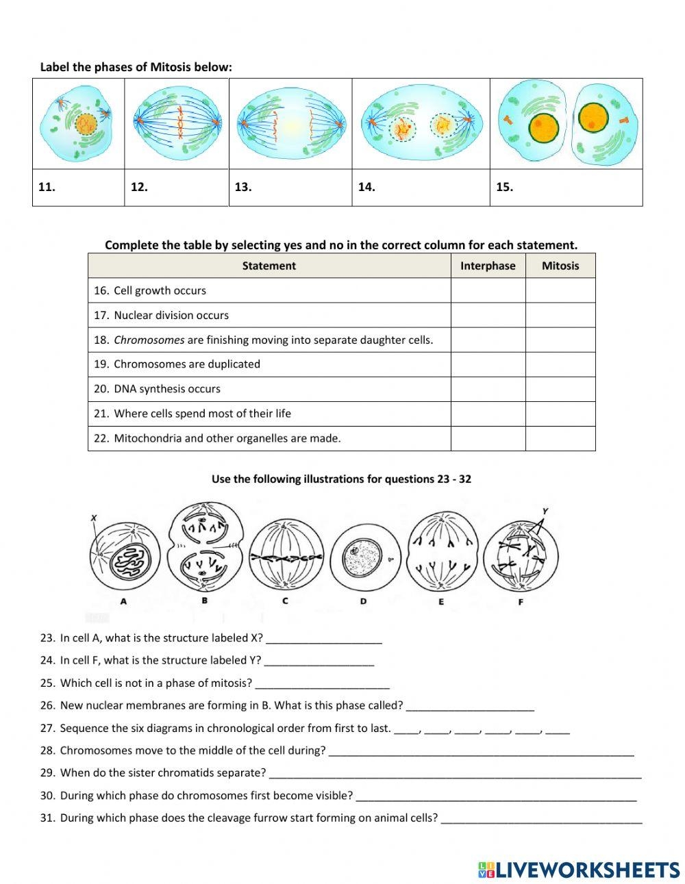 Mitosis Cell Division Foldable Cut And Paste Science Activity And 