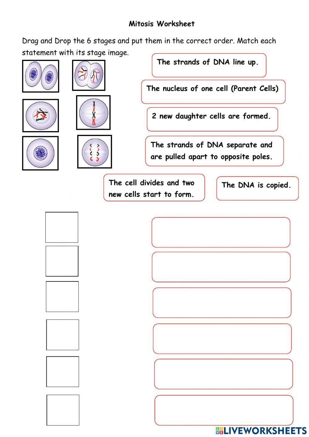 Mitosis Worksheet Fill Online Printable Fillable Blank 
