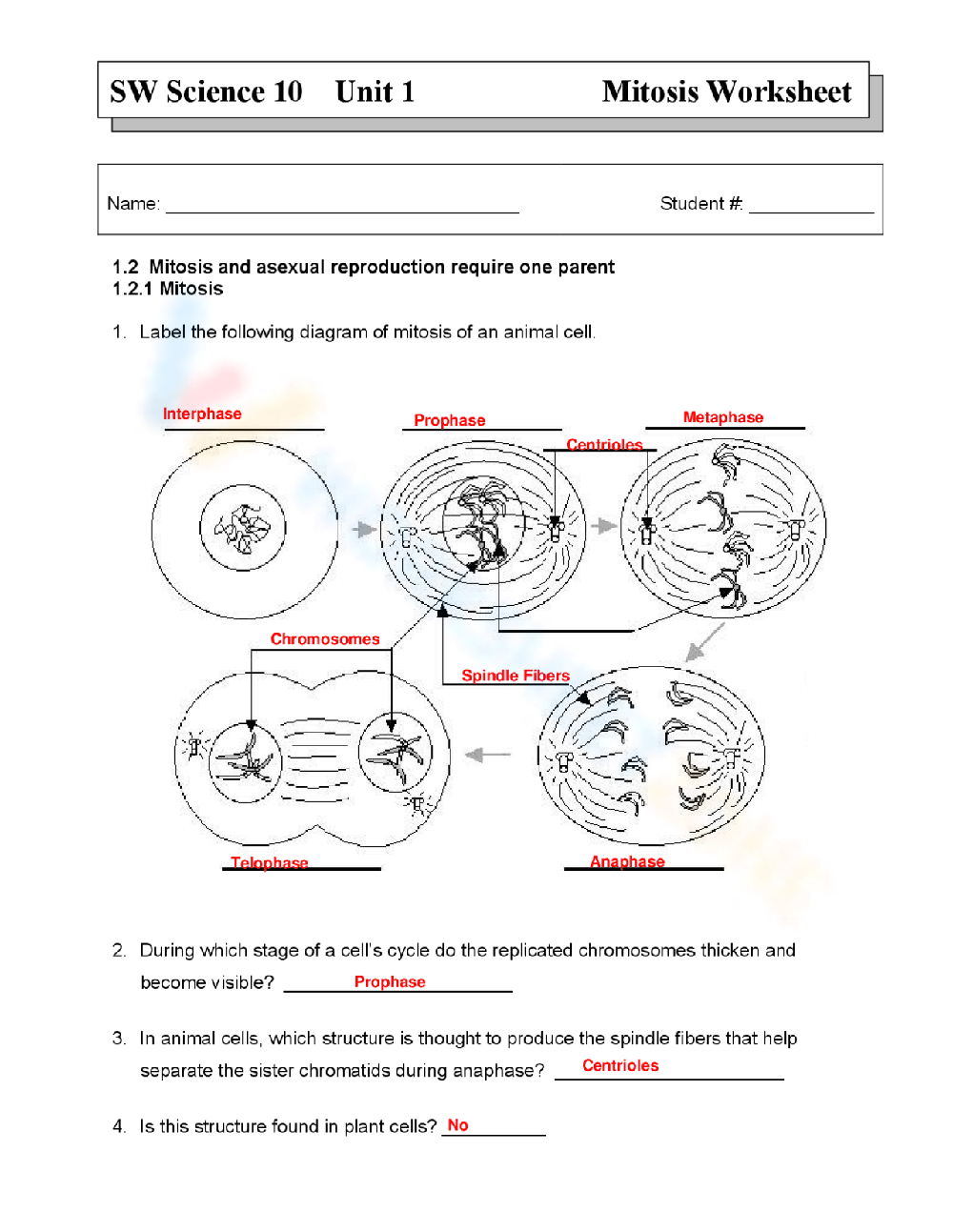 Mitosis Worksheet Worksheets Library Worksheets Library