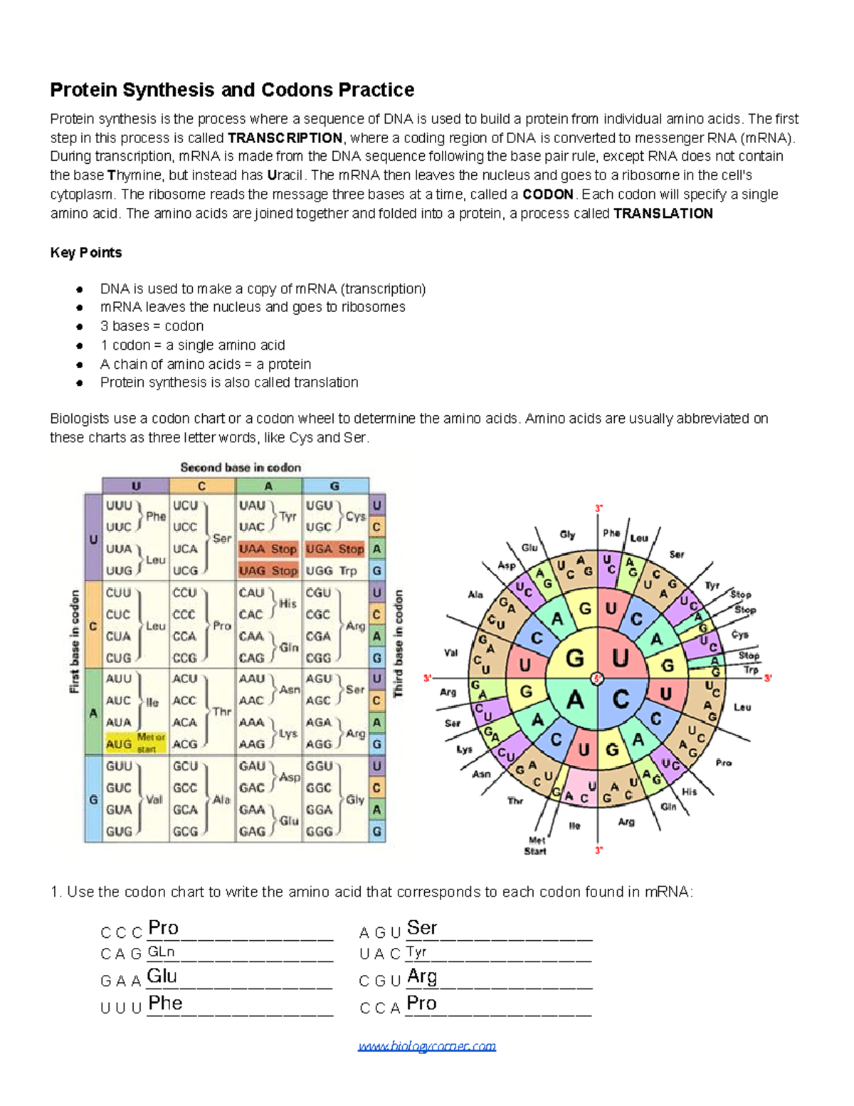 Protein Synthesis Practice Worksheet Englishworksheet my id
