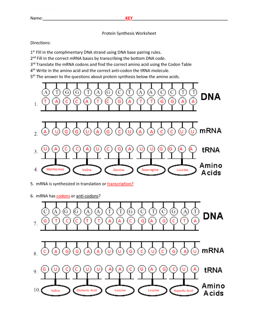 Protein Synthesis Worksheet Answer Printable PDF Template
