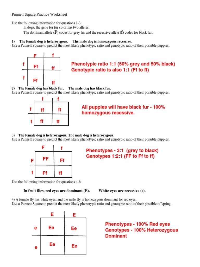 Punnett Square Practice Worksheet 1 The Female Dog Is 