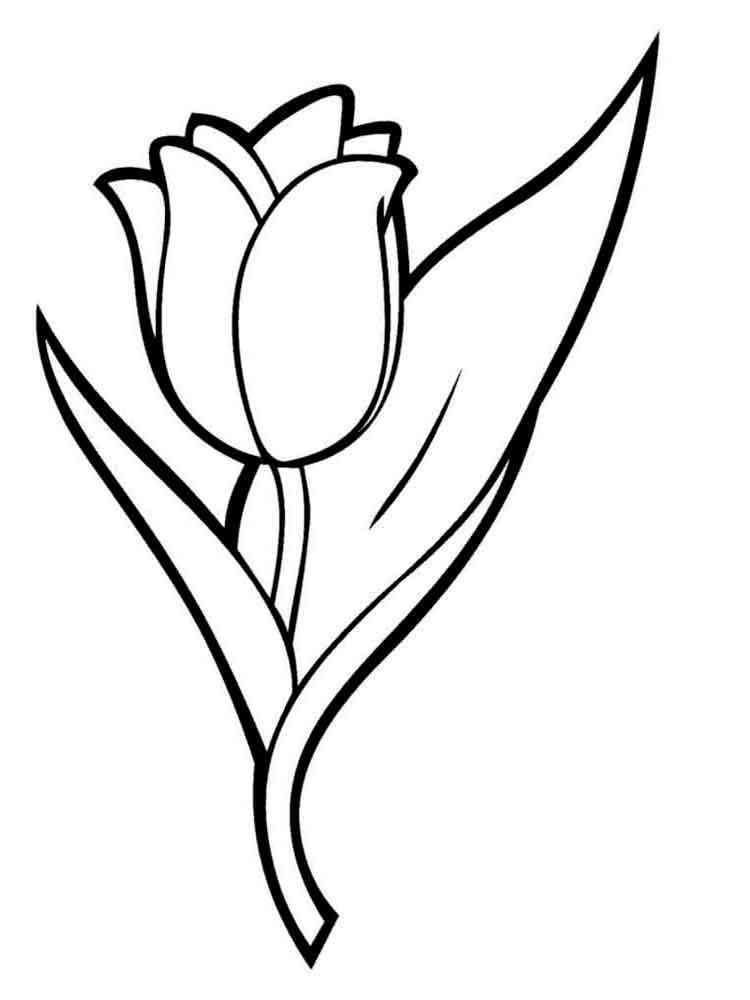 Tulip Coloring Pages